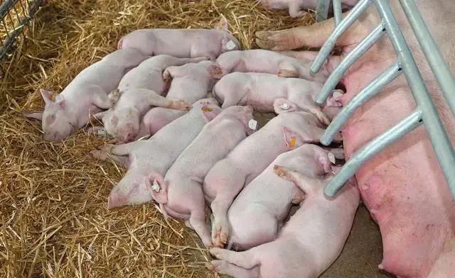 如何提高母猪的产仔数，让猪场更赚钱？
