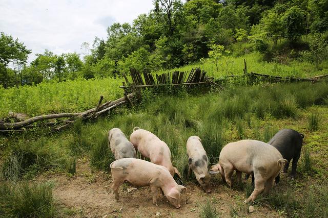 一个月猪场保育猪成活率由不足70%提升至81%，蓝耳病就找回盛！