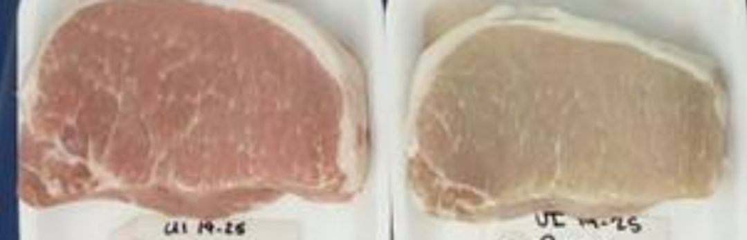 托佩克通过遗传改良最大限度提高猪肉保鲜期！