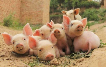 多年养猪人告诉你如何观察猪群是否健康？适用于中小型养殖户