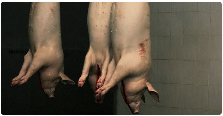 加州实施猪权法 五花肉批发价上涨三倍