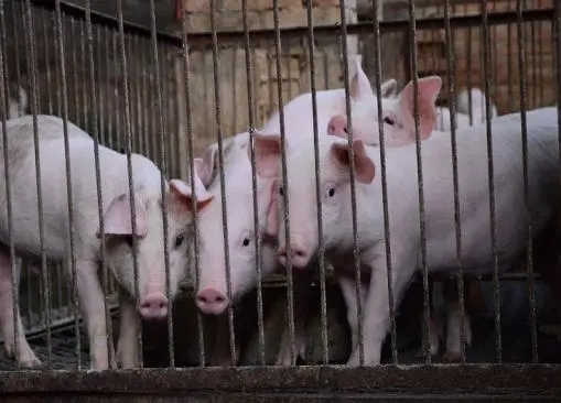 上半年南宁生猪出栏264.65万头，生猪产能充