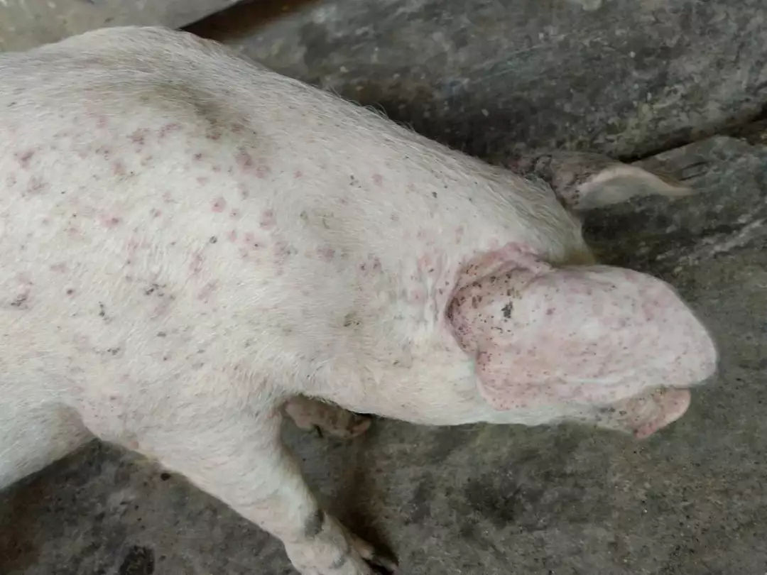 猪皮炎到底是什么什么引起的？猪皮炎该怎么治疗？