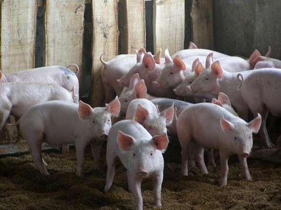 兽药原料药为什么不能直接给猪使用？原粉和制剂的优缺点，你知道吗？