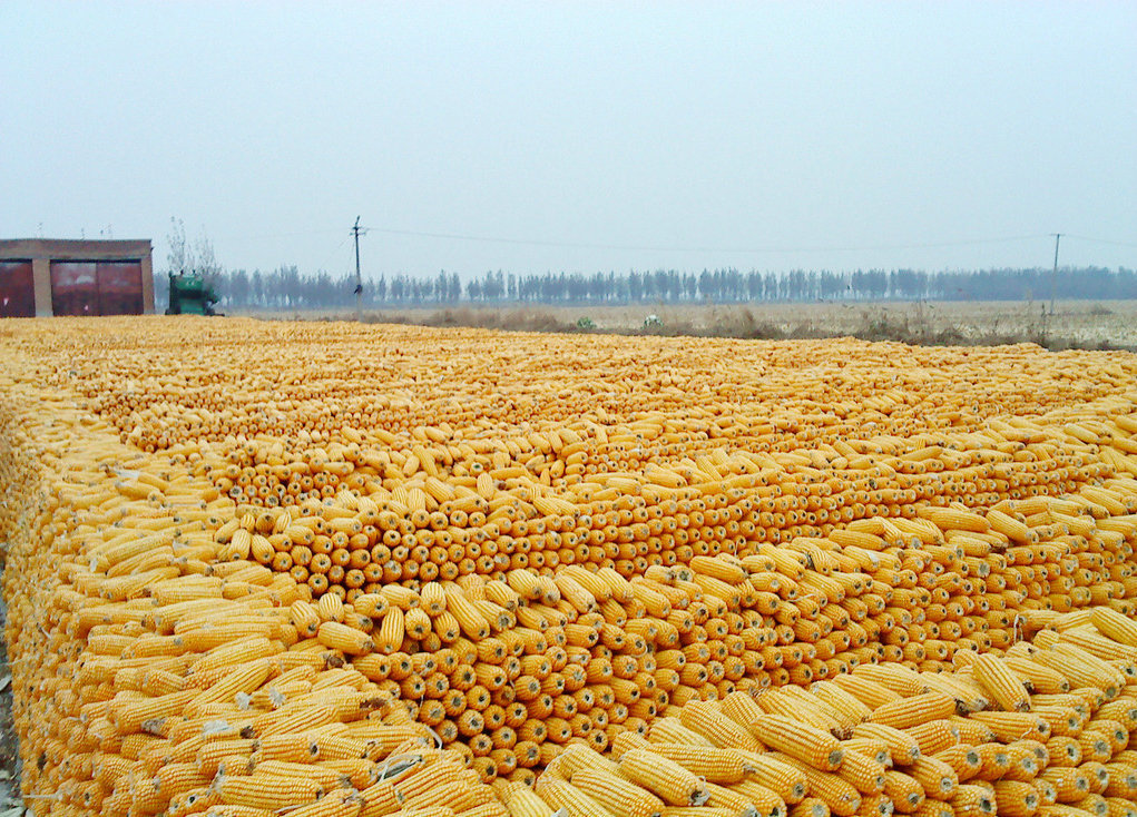 1000吨美国玉米在郑蒲港码头靠岸！