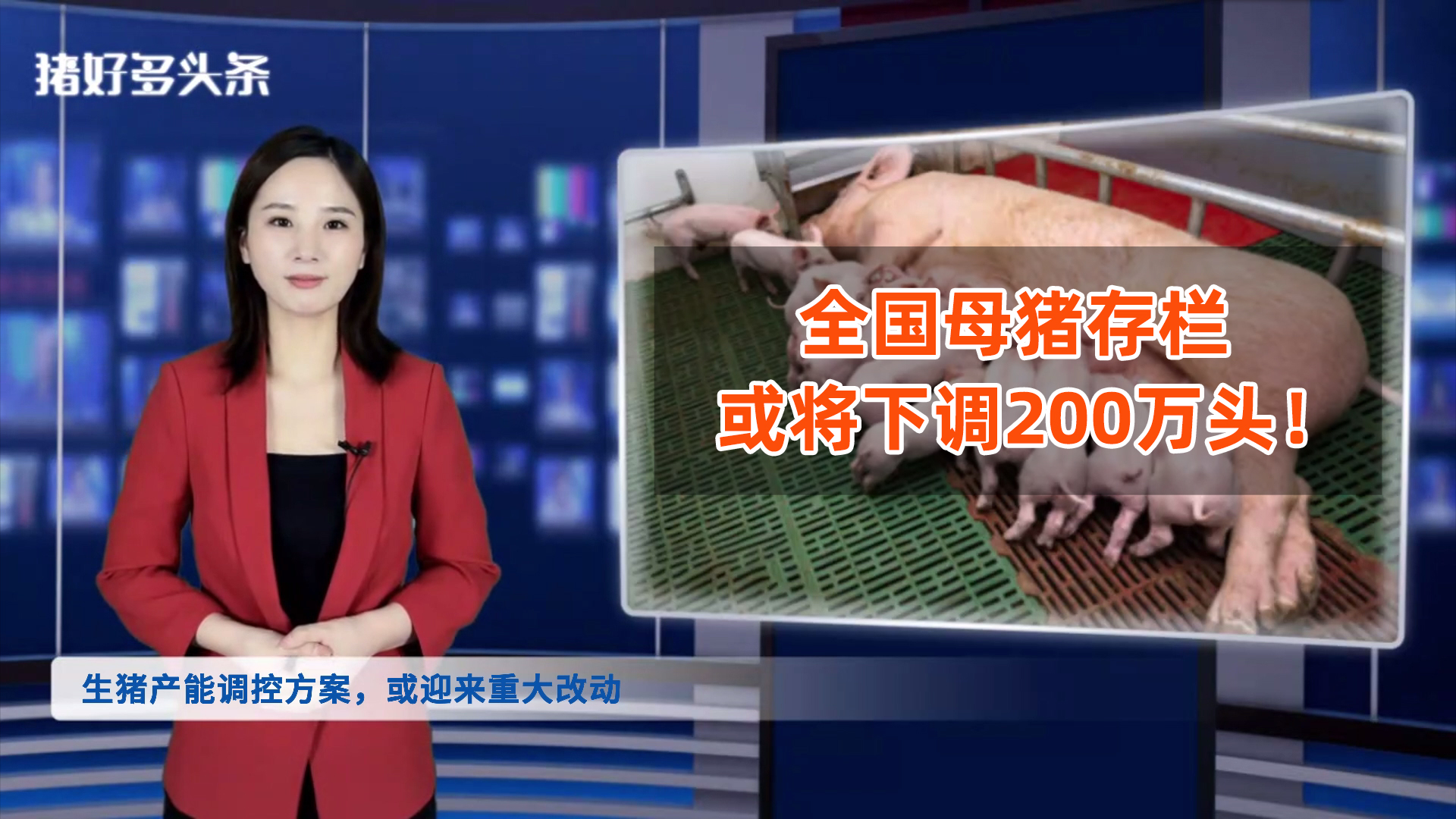 重磅改动！农业农村部或将全国能繁母猪基础量调为3900万头！