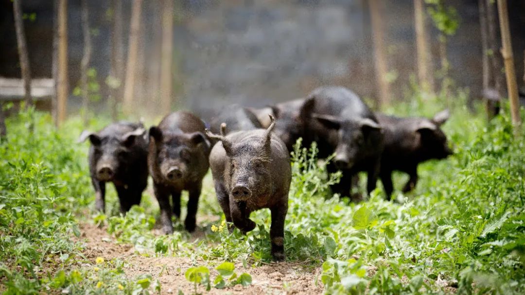 家育打造全国最大的黑猪育种原种场，让“养黑猪”变成赚钱的买卖