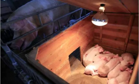 加拿大产仔母猪享受定制饮食如“坐月子”