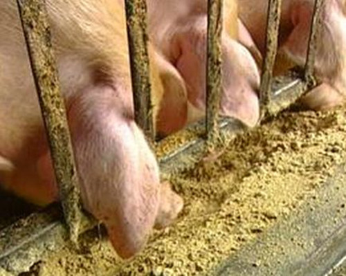 五种另类猪饲料原料饲喂方法，学会能省不少钱！
