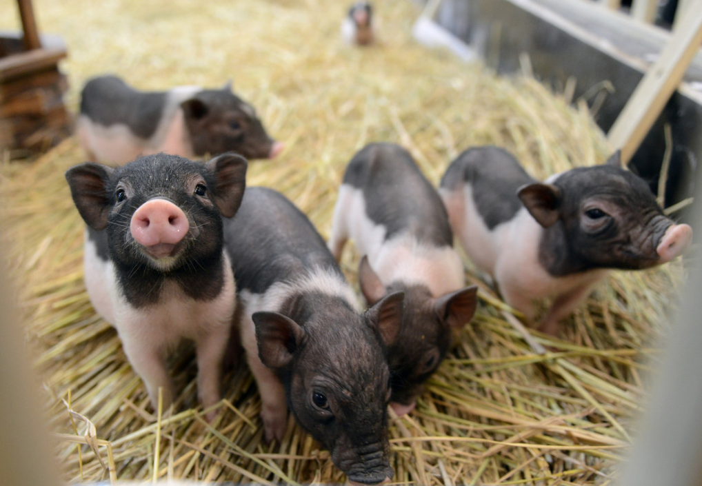 2023年08月21日全国各省市20公斤仔猪价格行情报价，仔猪价格涨幅小于猪价，养殖端仔猪补栏谨慎？