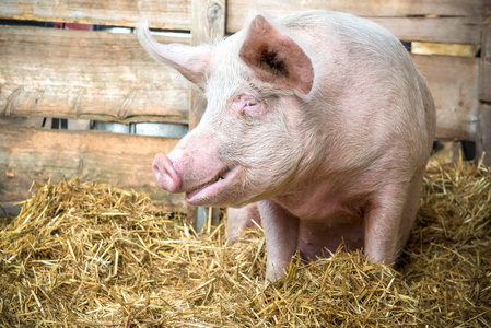 规模化猪场在做好非瘟防控的同时，如何加强疫病防控？