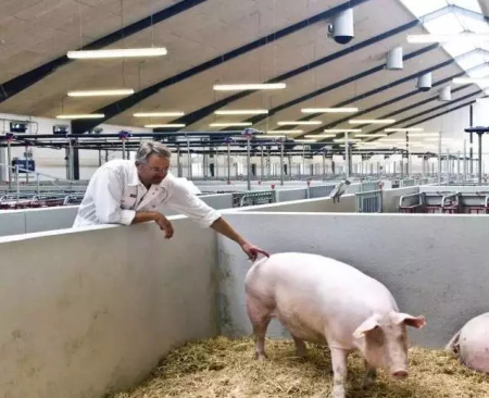 确保猪场建设成功的最重要因素是什么?