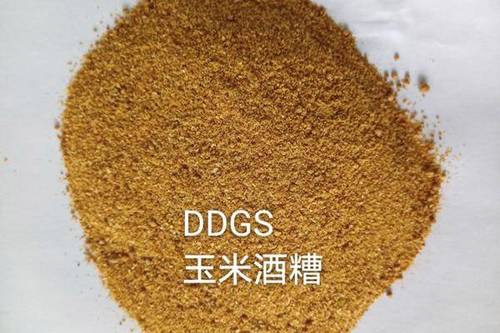 在饲料中应用越来越广范,玉米DDGS使用与品质评估!