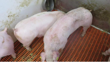 猪回肠炎亚临床感染