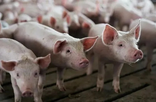 如何解决猪的采食量不高的难题？这4个方法值得一试
