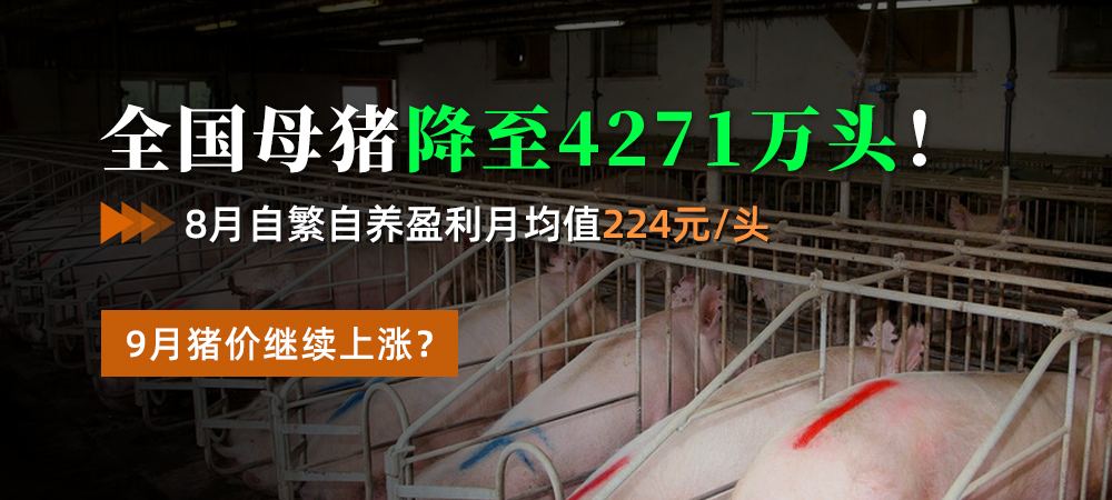 全国母猪降至4271万头！8月自繁自养盈利月均值224元/头，9月猪价继续上涨？