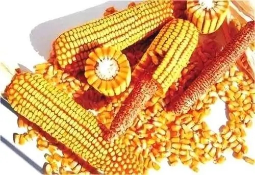 小麦涨价引领看涨氛围，新作玉米上市价格或难有大幅起落？
