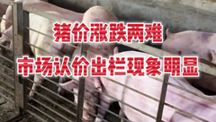 8月25日生猪价格：“涨不动”！散户猪场挺价情绪一般，落袋而安的情绪较浓！