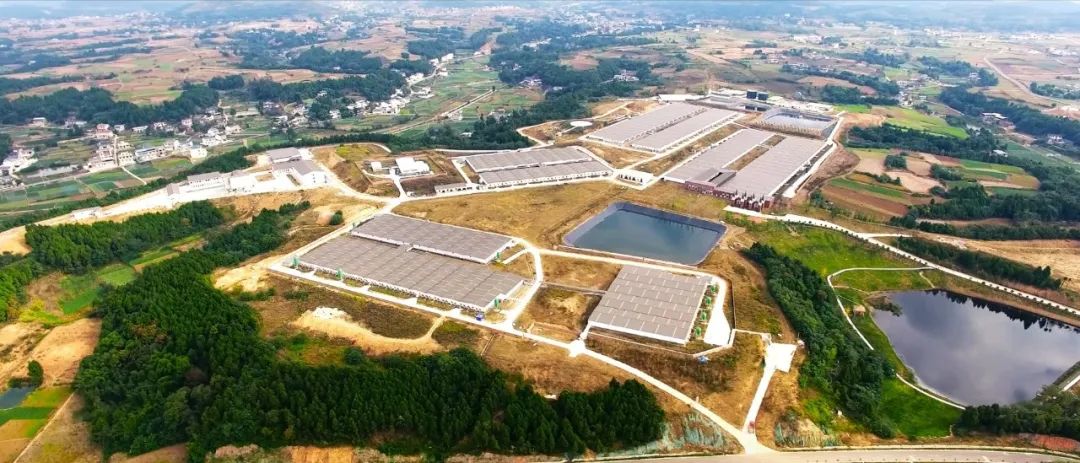 现代化猪场如何实现高效管理？看规模化猪场如何做的