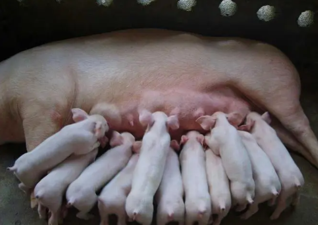 小猪出生后立即断脐带，回挤脐带血？这是正确的操作？