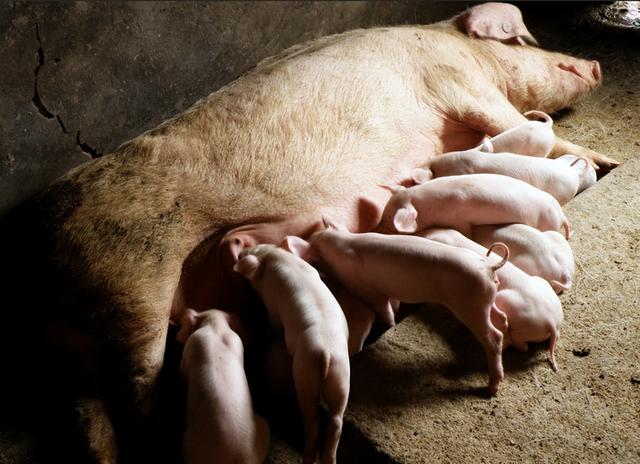 母猪如何养？母猪养殖技巧大揭秘