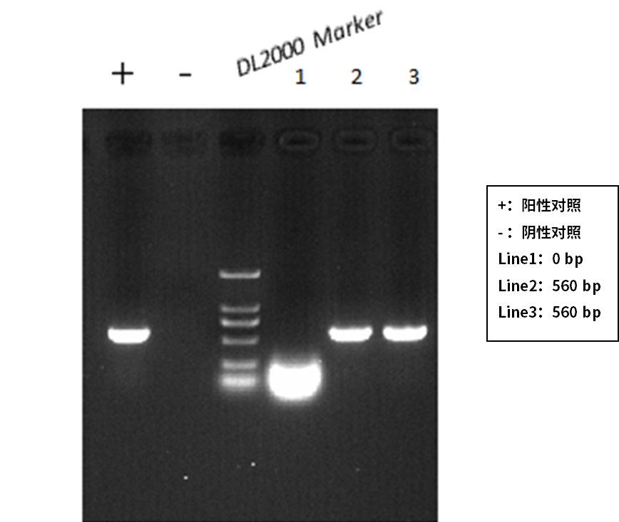 PCR扩增结果