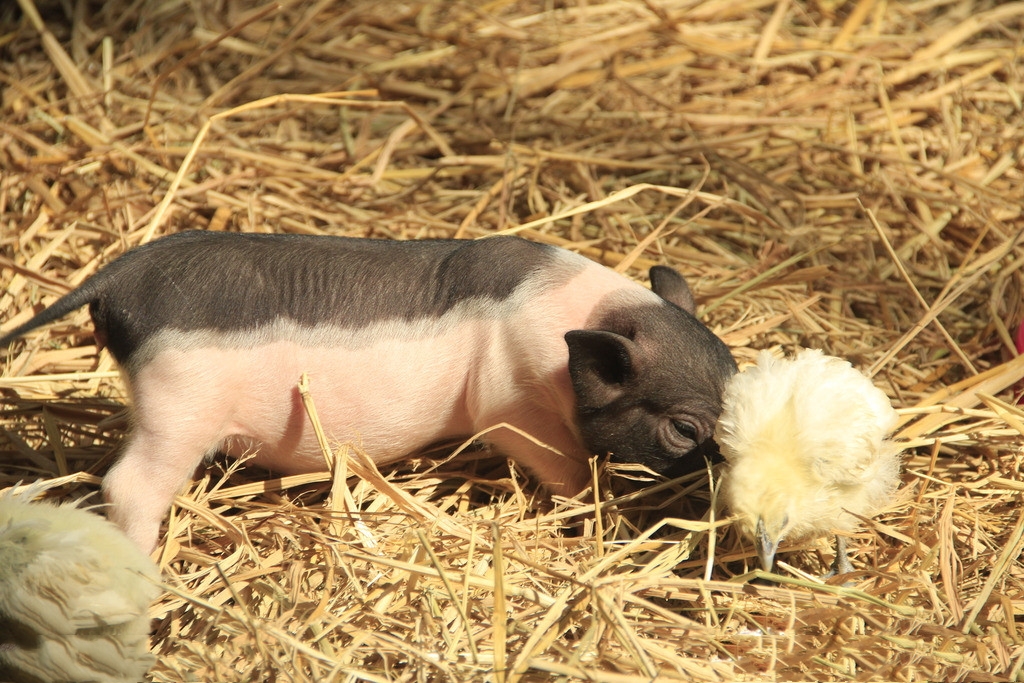 2023年08月29日全国各省市10公斤仔猪价格行情报价，养猪开始有盈利，仔猪现在补栏合适吗？