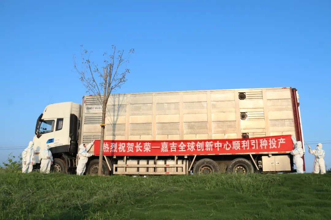 正式引种投产！首批近千头种猪成功“落户”长荣嘉吉全球创新中心