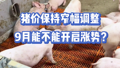 8月29日生猪价格：当前市场生猪供应充足，猪价稳中调整，9月会迎来上涨吗？