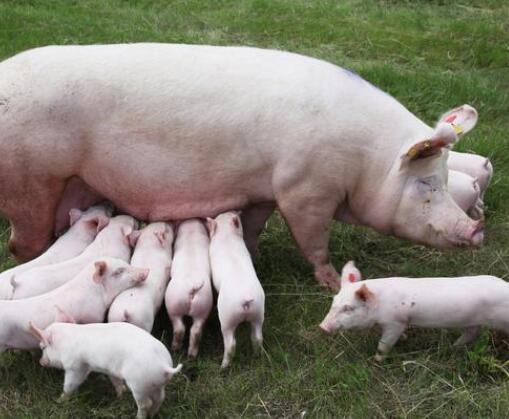 如何提高哺乳母猪采食量和泌乳力？母猪采食量增加方法找到了