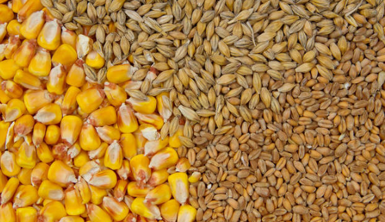 小麦1.57元，玉米1.595元！小麦、玉米价格集中“爆发”，风险已至？