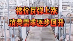 8月31日生猪价格：月底猪价迎来反弹上涨，业内看好消费回暖对猪价的提振！