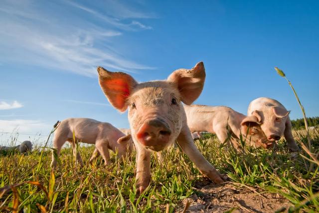 死猪不能随意处理，养猪场出现病死猪如何妥善处理？