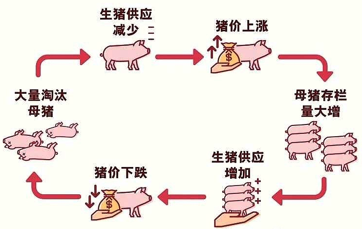 猪周期