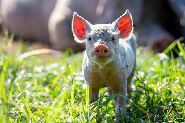 仔猪长得慢是什么原因？如何催肥促长？