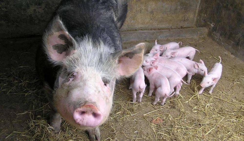 猪场如何做才能保障哺乳母猪“高泌乳量”和“断奶发情率”？