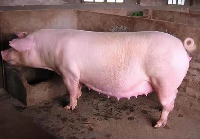 2023年09月02日全国各省市种猪价格报价表，近5个月减少后，7月能繁母猪存栏抬头，去产能暂时告一段落？