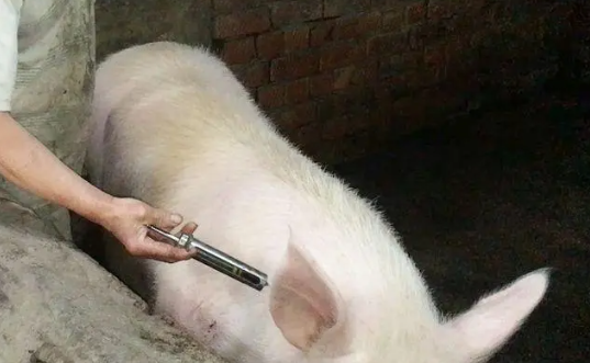 事关生物安全！猪场注射器使用方法及注意事项