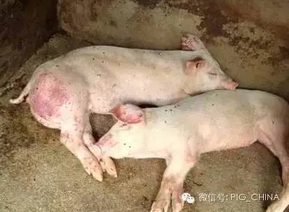 猪瘟病猪皮肤上的紫红色出血点