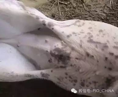 圆环病毒病猪皮肤上的紫色斑点