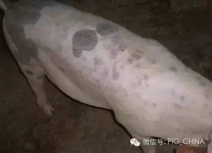 猪丹毒