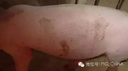 附红细胞体病猪皮肤上的红色斑点