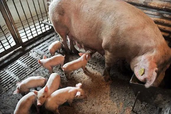 关于母猪保健，你了解多少？母猪该如何做保健？