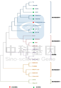 CX20230020 GP5基因遗传进化树分析