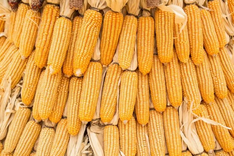 减产利多逐渐消化 短期玉米期货上涨动能减弱