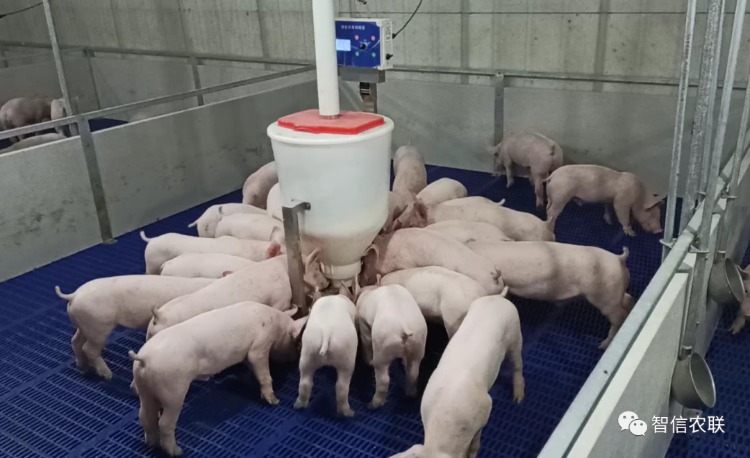 智能保育猪饲喂器