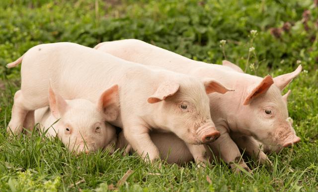可以从育肥猪里面挑选母猪来繁殖吗？需要注意什么？