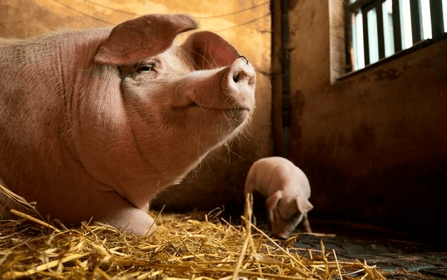 巧用马绒毛膜促性腺激素，解决母猪繁殖难题!