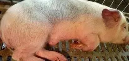 今年猪呼吸道疾病为什么来的这么早？是什么原因导致效果不好?