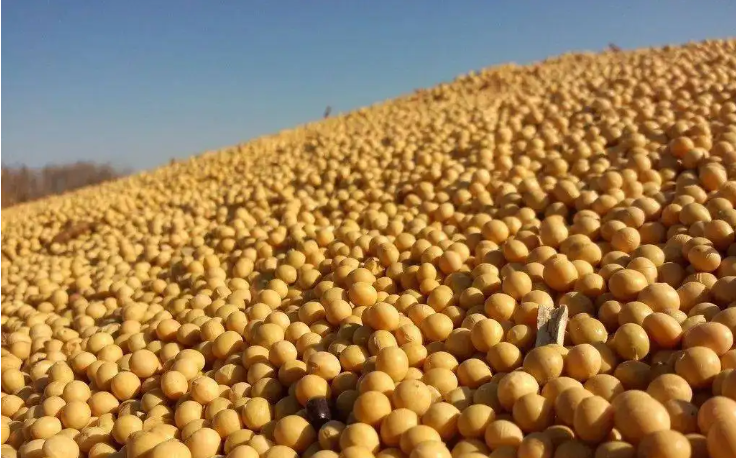 豆粕涨上5000元/吨后失去动力！粮食市场大变局来了？